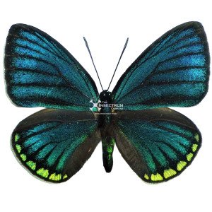 The Toxea butterfly